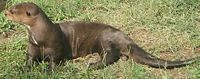 Giant Otter