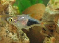 A harlequin rasbora