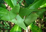 Leaf nest of weaver ants, Philippines