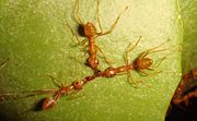 Weaver ants collaborating to dismember a red ant (the two at the extremities are pulling the red ant, while the middle one cuts the red ant until she snaps)