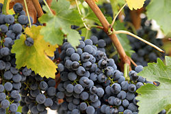 Red wine grapes