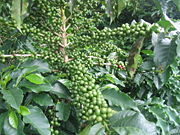 Coffee (Coffea arabica) branch with immature fruit—Brazil