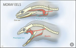 Moray eel - New World Encyclopedia