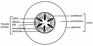 Cross section of the root of a dicotyledon