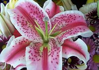 An emasculated Lilium Stargazer.