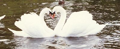 Swans forming a heart, a common symbol for love; scientists have recently begun to study the chemistry of pair bonding in animals as models for human bonding.