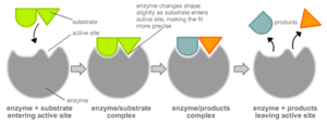 The induced fit model of enzyme action