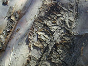Detail, bark of tree.