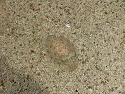 An infant cuttlefish protects itself with camouflage.