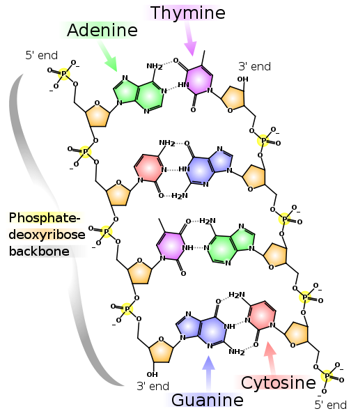 Image:DNA chemical structure.svg