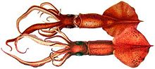 Mastigoteuthis flammeaA species of whip-lash squid