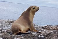 An Australian Sea Lion