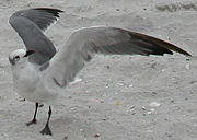 A Laughing Gull with its wings extended in a gull wing profile