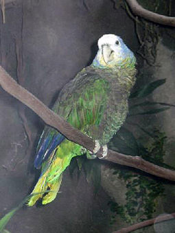 St. Vincent Parrot (Amazona Guildingii)