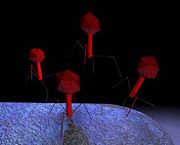 A 3D render of a T4 type bacteriophage landing on a bacterium to inject genetic material