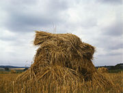 Wheat