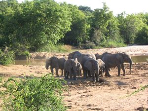 African Bush Elephants in Yankari National Park