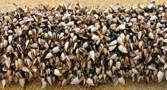 Pollicipes polymerus, the gooseneck barnacle.