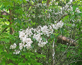 Mountain laurel growing in the park.