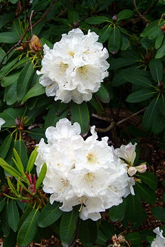 Rhododendron decorum subsp. diaprepes