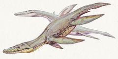 Simolestes vorax