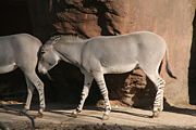 Somali wild ass