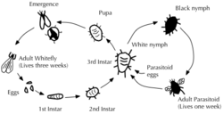 Diagram illustrating the life cycles of Greenhouse whitefly and its parasitoid wasp Encarsia formosa