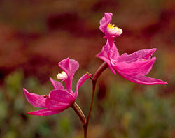 Calopogon orchid