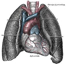 The heart and lungs, from an older edition of  Gray's Anatomy.