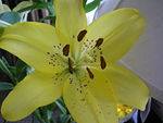 Asiatic hybrid flower.