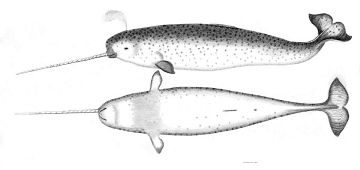 Male Narwhal