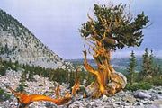 Great Basin bristlecone pine in Great Basin National Park, Nevada