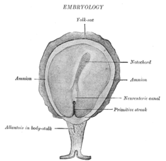 Surface view of embryo of Concolor gibbon (Hylobates concolor)