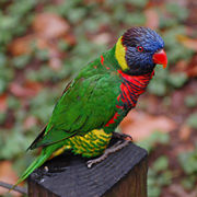 Rainbow lorikeet(Juvenile) (Trichoglossus haematodus