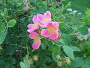 North Dakota's official state flower, the Wild Prairie Rose.