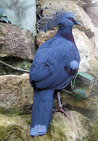 Victoria Crowned Pigeon Goura victoria in Bristol Zoo.