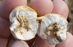 Eurosta solidaginis Goldenrod Gall Fly larva