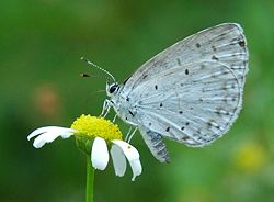 Lepidoptera