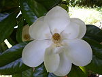 Flower of Magnolia grandiflora