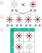 Figure 2 : Dominant and recessive phenotypes.(1) Parental generation. (2) F1 generation. (3) F2 generation. Dominant (red) and recessive (white) phenotype look alike in the F1 (first) generation and show a 3:1 ratio in the F2 (second) generation