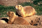 Black-tailed prairie dogs