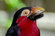 Bearded Barbet, introduced in 1998.
