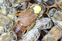 Queen bee. Yellow dot is added to aid beekeeper.See Main article.