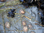 Limpets in the intertidal of Cornwall, England.