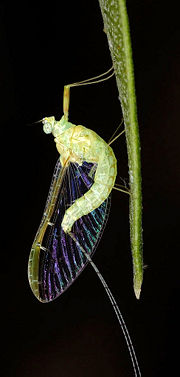 A mayfly—note the two very long front legs and the two long "tails" at the hind end.