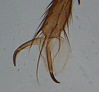 House fly leg