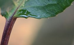 Extrafloral nectaries on Prunus africana