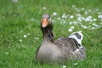The egg-rolling behavior of the greylag goose is a widely cited example of a fixed-action pattern, one of the key concepts used by ethologists to explain animal behavior.
