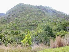 Cerrado vegetation of Brazil