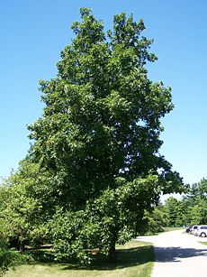 Hickory at Morton ArboretumAccession 29-U-10
